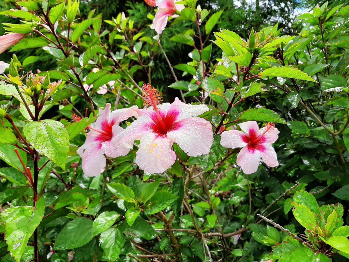 Quinta Das Primas Lomba  Dış mekan fotoğraf