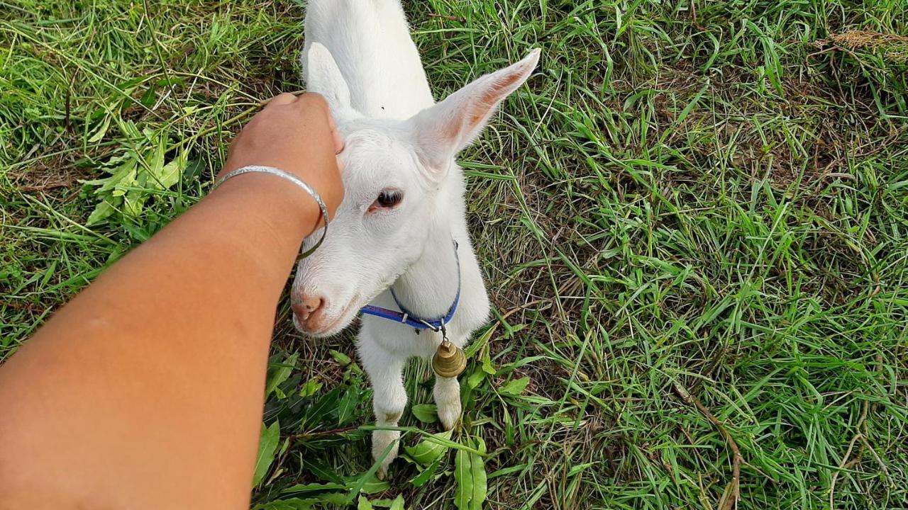Quinta Das Primas Lomba  Dış mekan fotoğraf